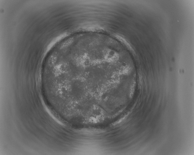 X0000082680630200702232139