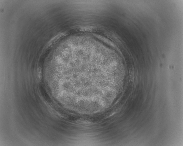 X0000082680648200702232139