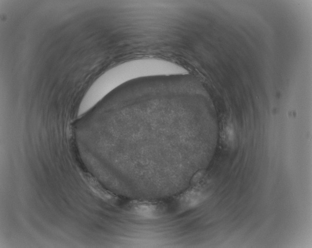 X0000082680658200702232139