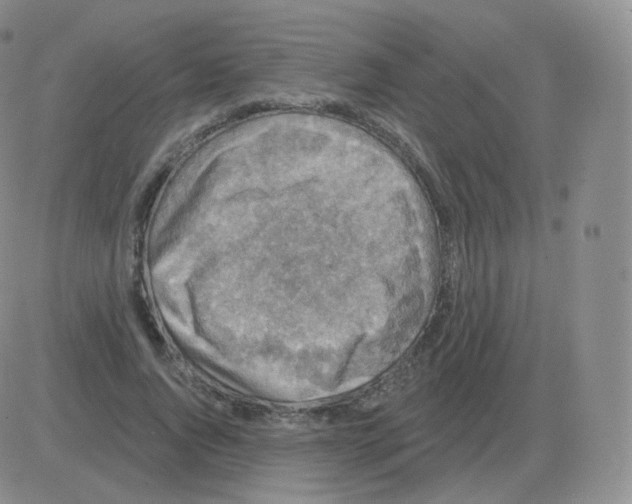 X0000082680736200702232137