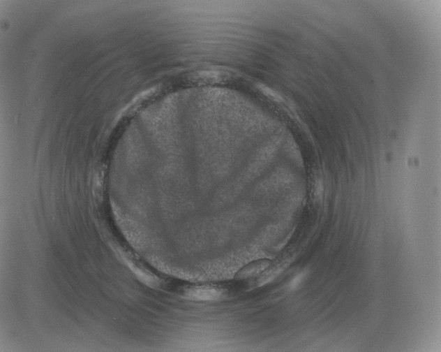 X0000082680759200702232138