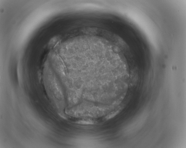 X0000082680765200702232138