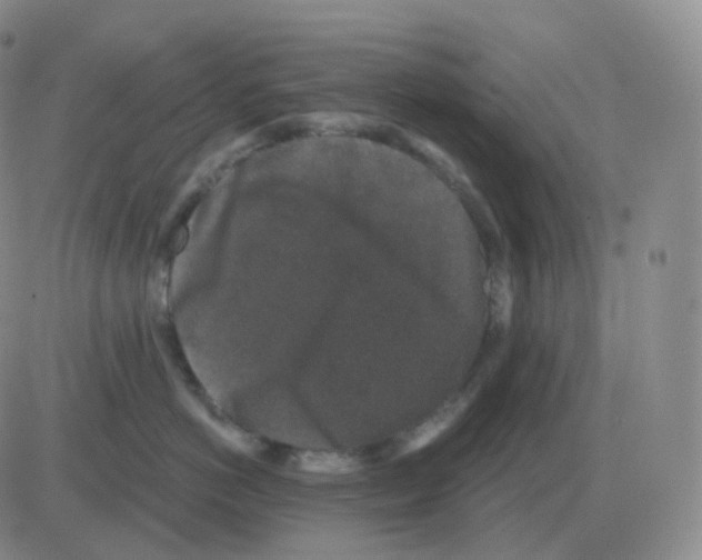 X0000082680766200702232138