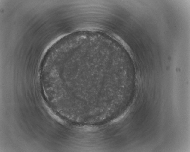 X0000082680779200702232137