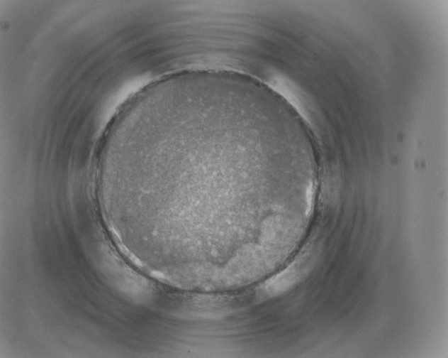 X0000082680832200702232136