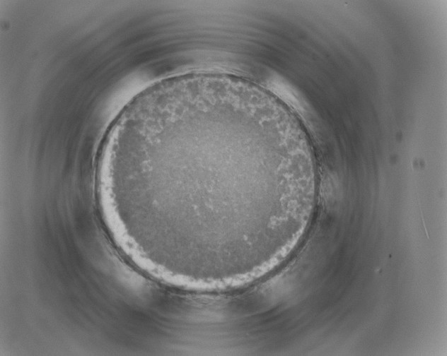 X0000082680836200702232136