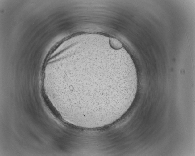 X0000082680840200702232136