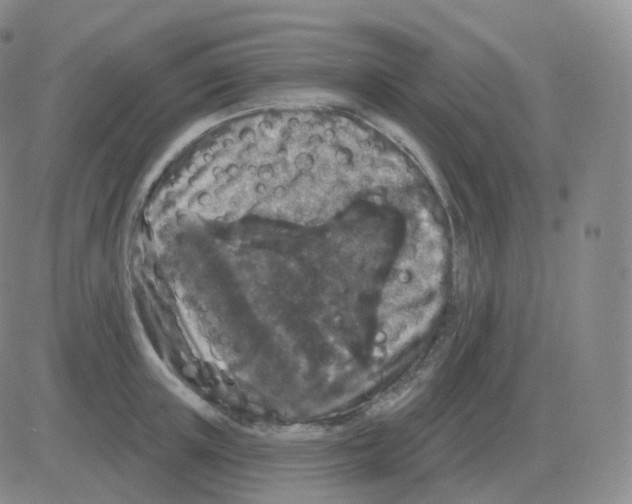 X0000082680851200702232136