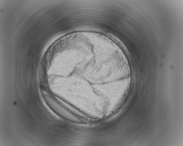 X0000082680855200702232136