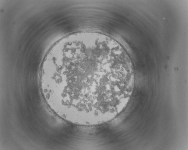 X0000082680856200702232136