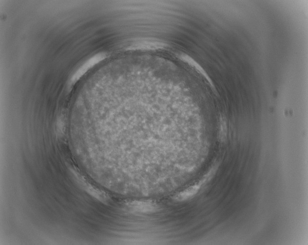 X0000082680874200702232135