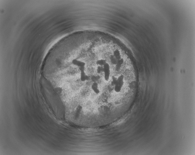 X0000082680879200702232135