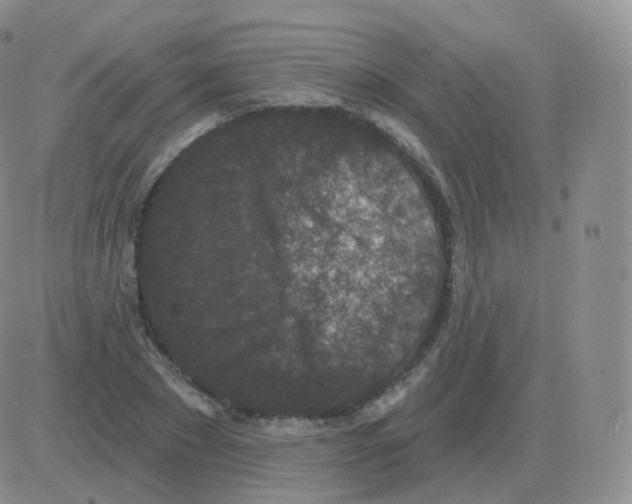 X0000082680881200702232135