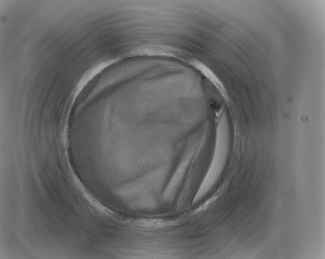 X0000082680893200702232135