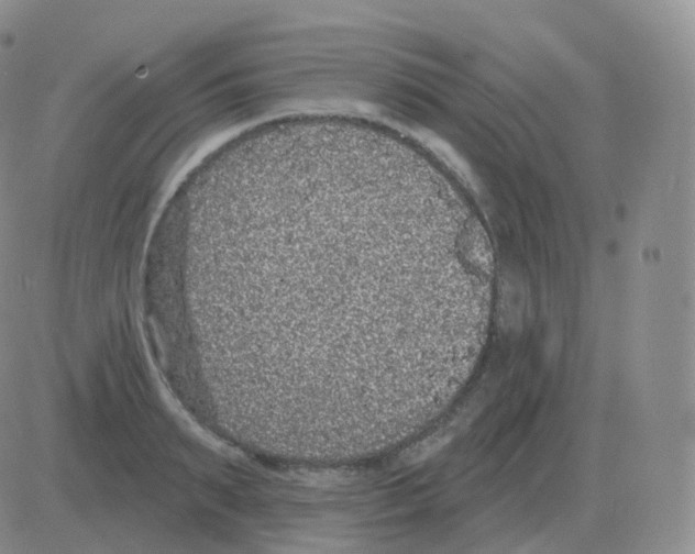 X0000082680895200702232135