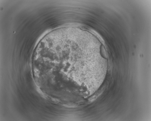 X0000082680907200702232135