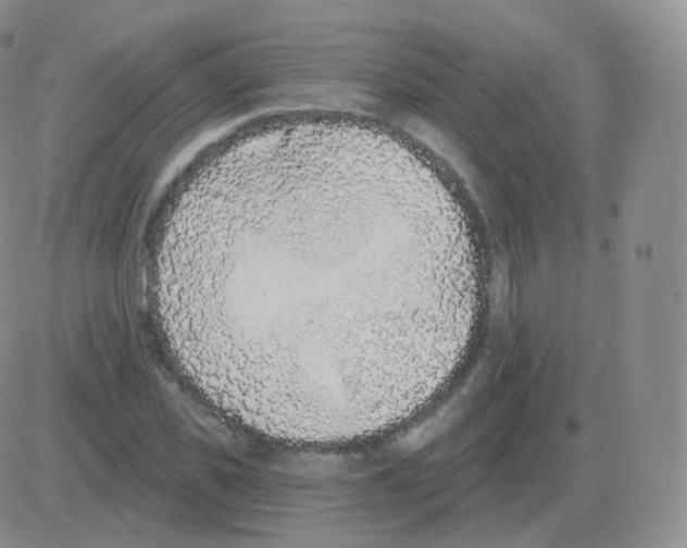 X0000082680925200702232134