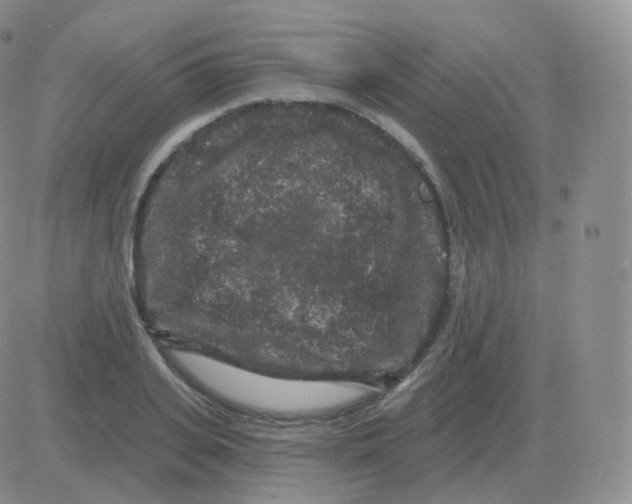 X0000082680935200702232134