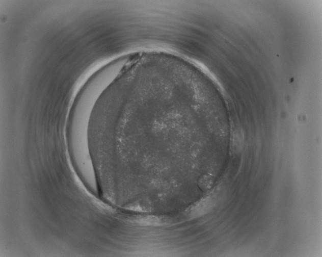 X0000082680943200702232134