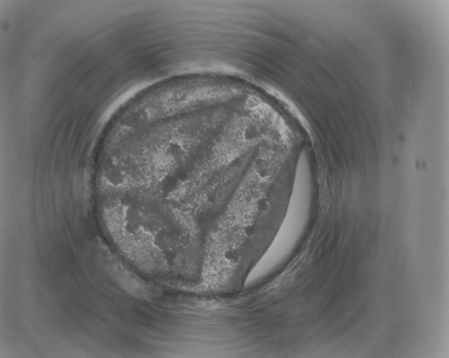 X0000082680975200702232134