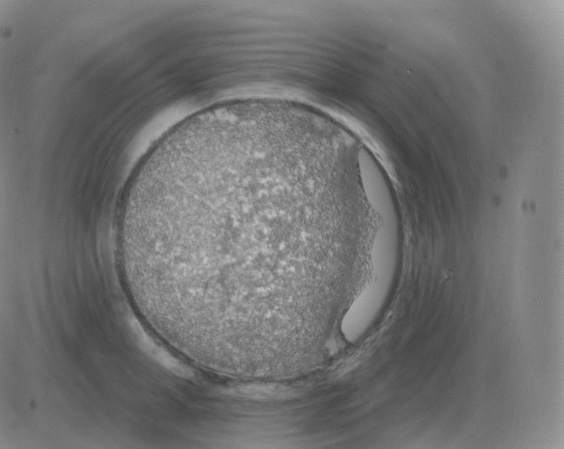 X0000082680998200702232133