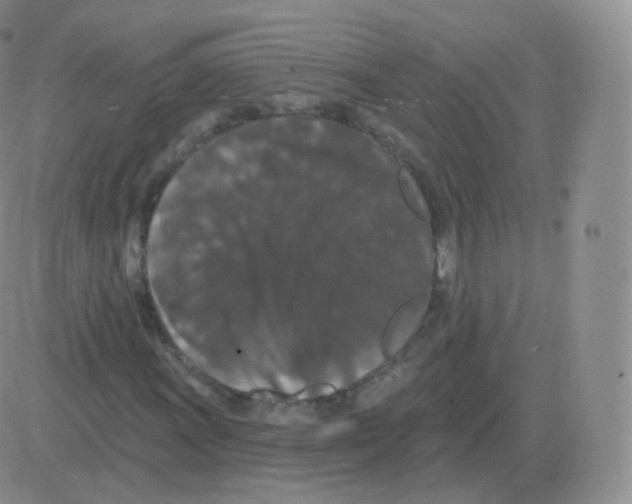 X0000082681011200702232132