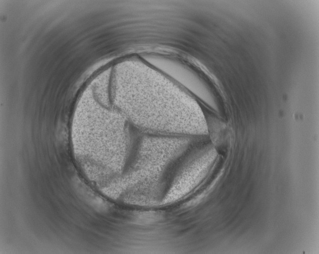 X0000082681025200702232133