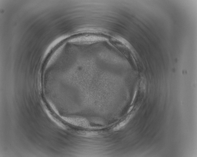 X0000082681030200702232133