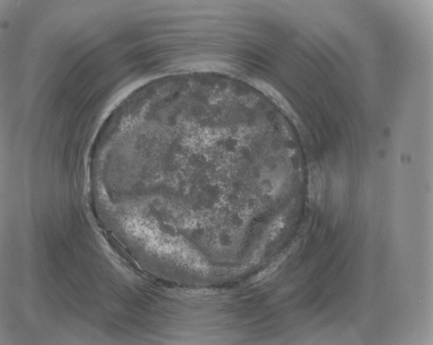 X0000082681031200702232133