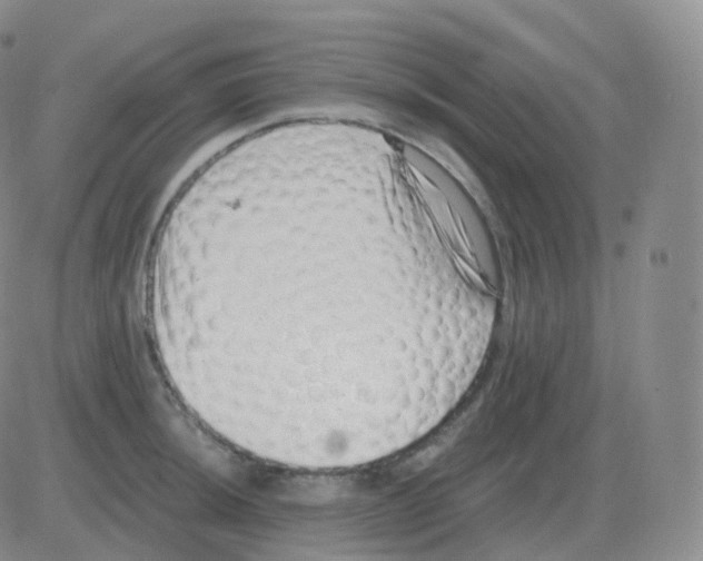 X0000082681044200702232133