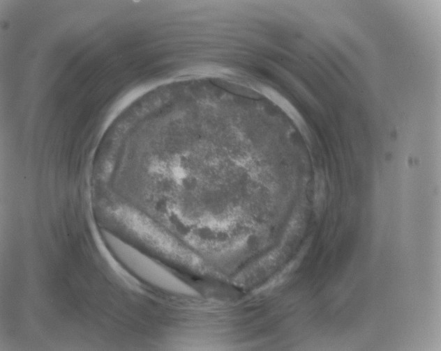 X0000082681055200702232133