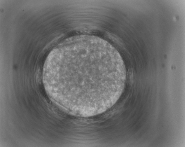 X0000082681060200702232132