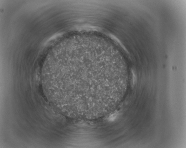 X0000082681063200702232132