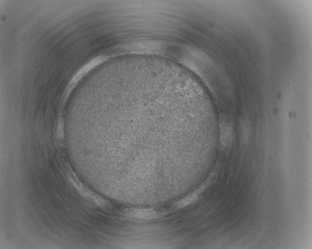 X0000082681074200702232132