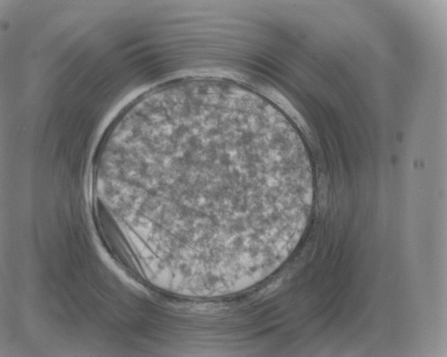 X0000082681084200702232132