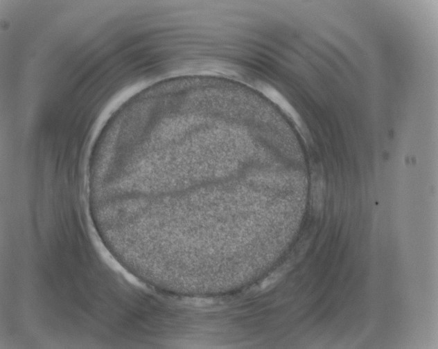 X0000082681088200702232132