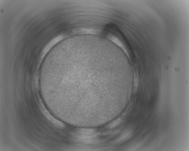 X0000082681090200702232132