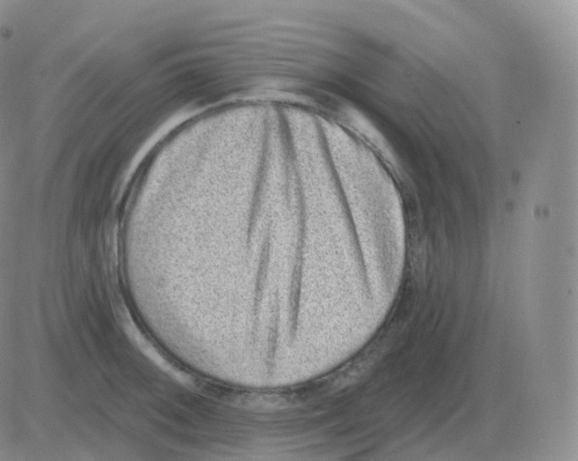 X0000082681092200702232132