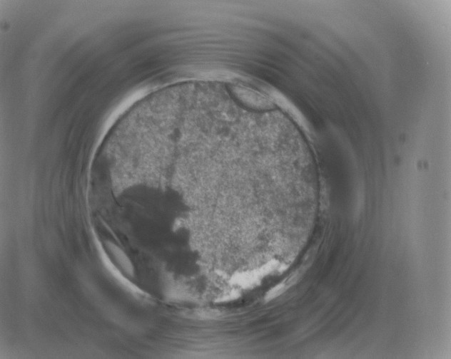 X0000082681095200702232132