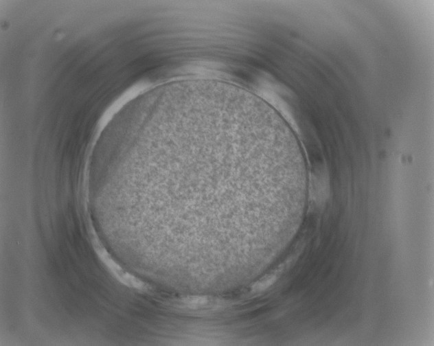 X0000082681098200702232132