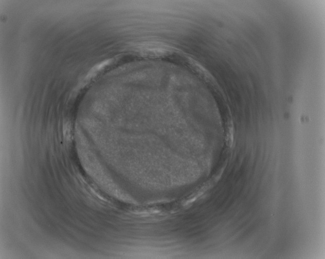 X0000082681108200702232131