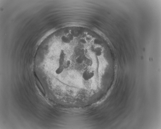 X0000082681121200702232131