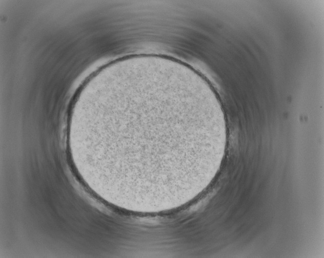 X0000082681126200702232131