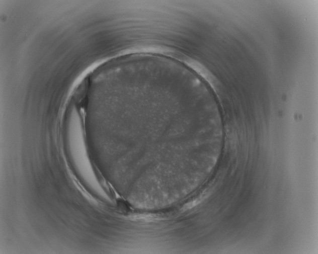 X0000082681127200702232131