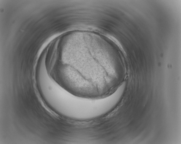 X0000082681128200702232131