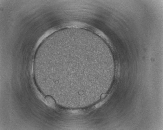 X0000082681130200702232131