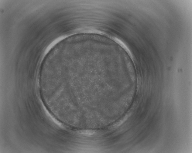 X0000082681141200702232131