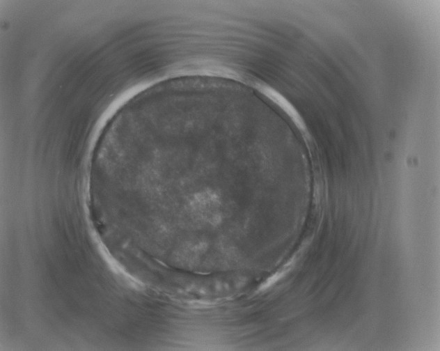 X0000082681144200702232131