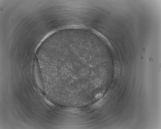 X0000082681170200702232130