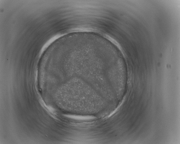 X0000082681179200702232130